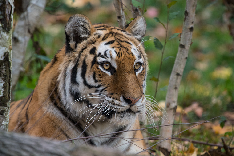 Closeup of Tiger