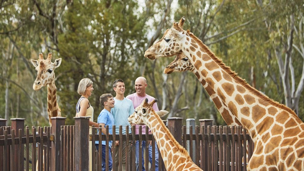 People with giraffes