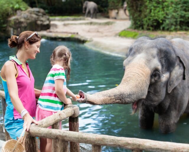  People interacting with Elephant